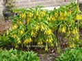 Bellwort  ، Cornflower ، Wood daffodil